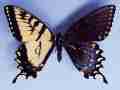 Papilio glaucus gynandromorph Pigeon Mountain (west side), Walker Co., GA 4-16-2004 (Internet Image property of respective owner, non-commercial use only)
